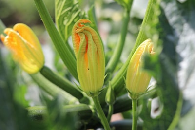 Zucchiniblüten