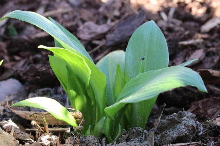 Erntezeit von Bärlauch wann und wie ernten? Gartenrat.de