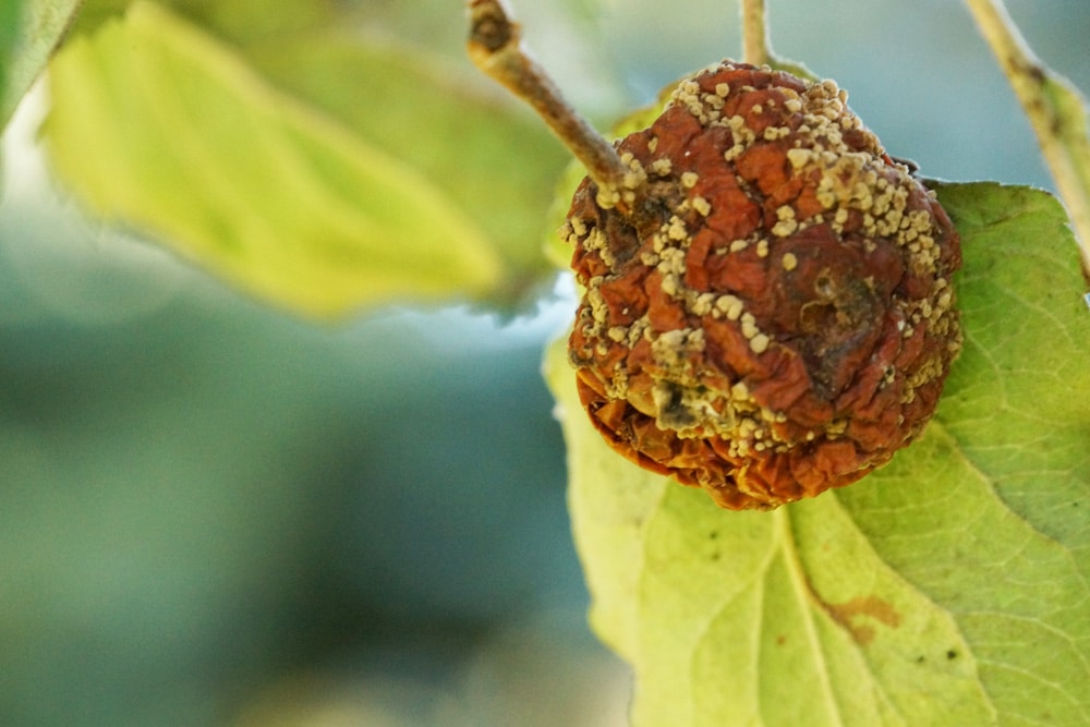 Kranker Apfelbaum