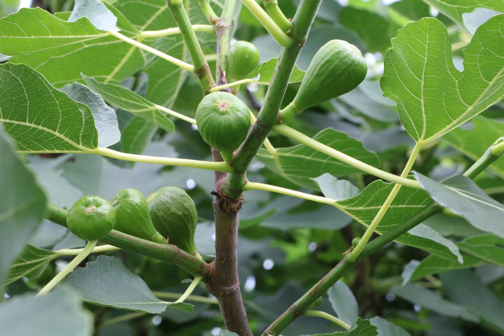 Feigenbaum - Ficus carica