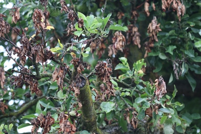 Feuerbrand an Apfelbaum