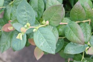 Heidelbeeren im Kübel pflanzen Sorten und Pflege von AZ Gartenrat.de