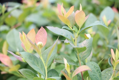 Heidelbeeren - BrazelBerry 'Pink Breeze'