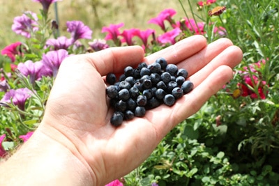 Frisch gepflückte Heidelbeeren