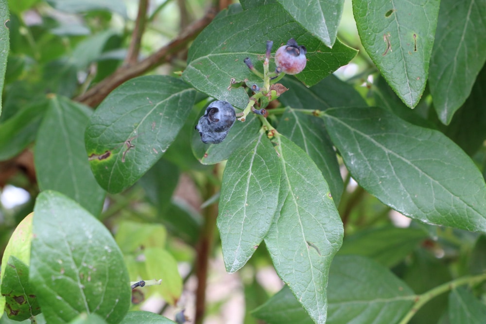 Heidelbeeren - Vaccinium corymbosum