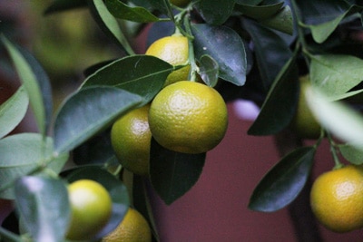 Kumquat - Citrus japonica