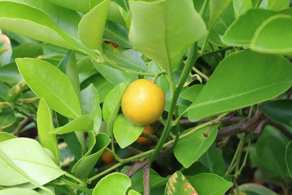 Kumquat - Citrus japonica