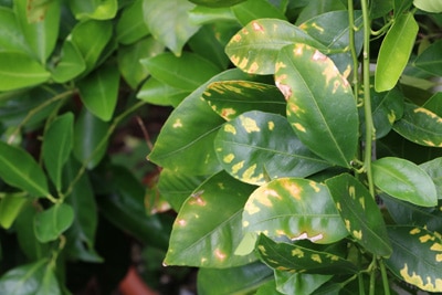 Kumquat - Citrus japonica