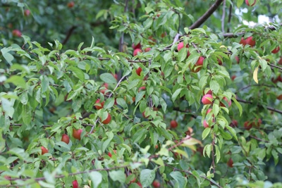 Mirabellen - Prunus domestica