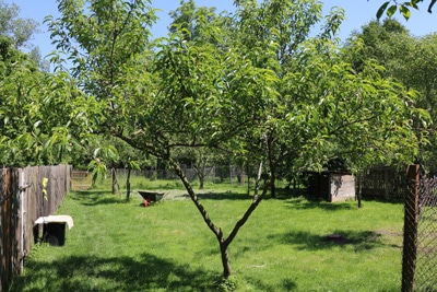 Pfirsichbaum im Garten