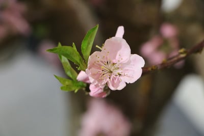 Pfirsichblüte