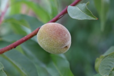 Poysdorfer Weinbergpfirsich