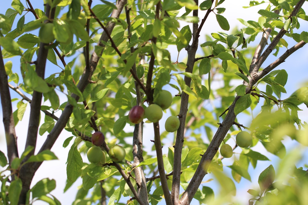 Pfirsichbaum - Prunus persica