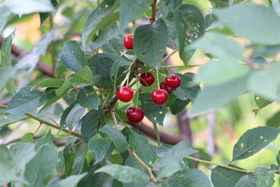 Sauerkirsche - Prunus cerasus