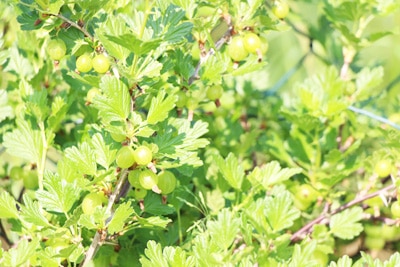 Stachelbeeren in der prallen Sonne