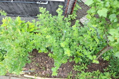 Schattiger Platz für Stachelbeeren