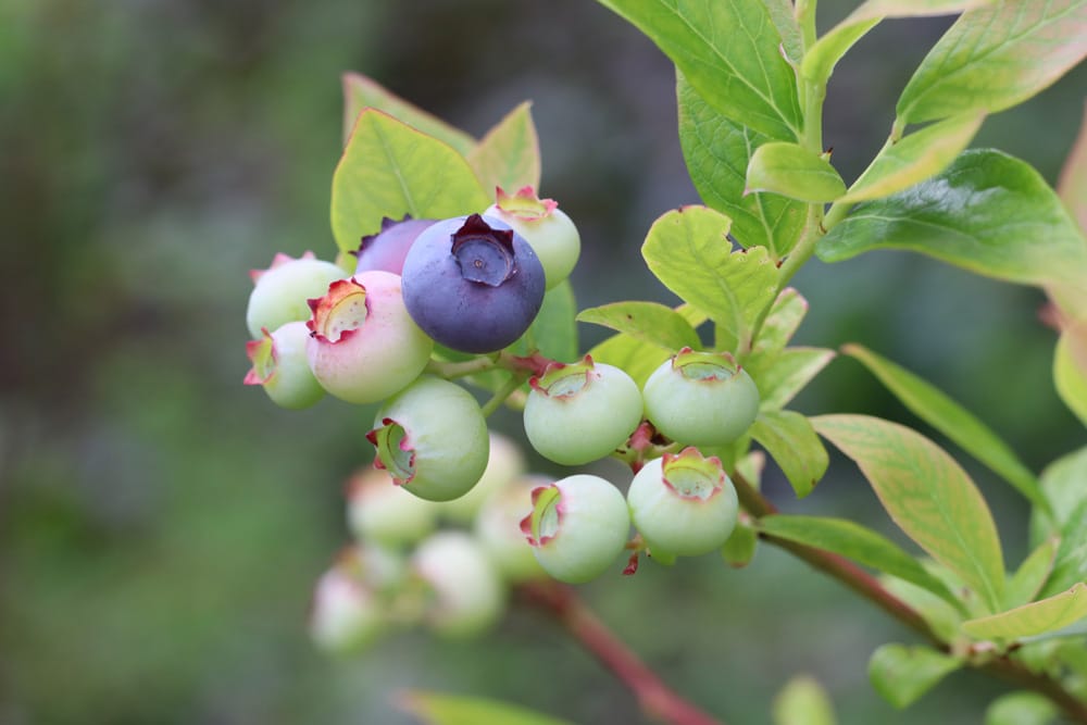 Waldheidelbeeren