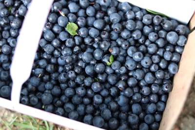 Geerntete Waldheidelbeeren