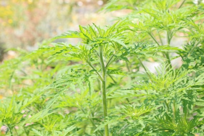 Ambrosia artemisiifolia - Beifußblättriges Traubenkraut