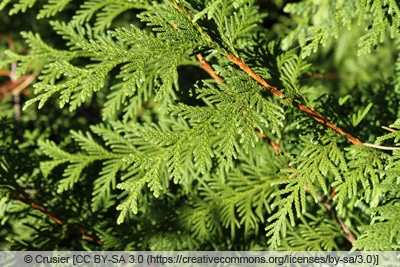 Koreanischer Lebensbaum - Thuja koraiensis 