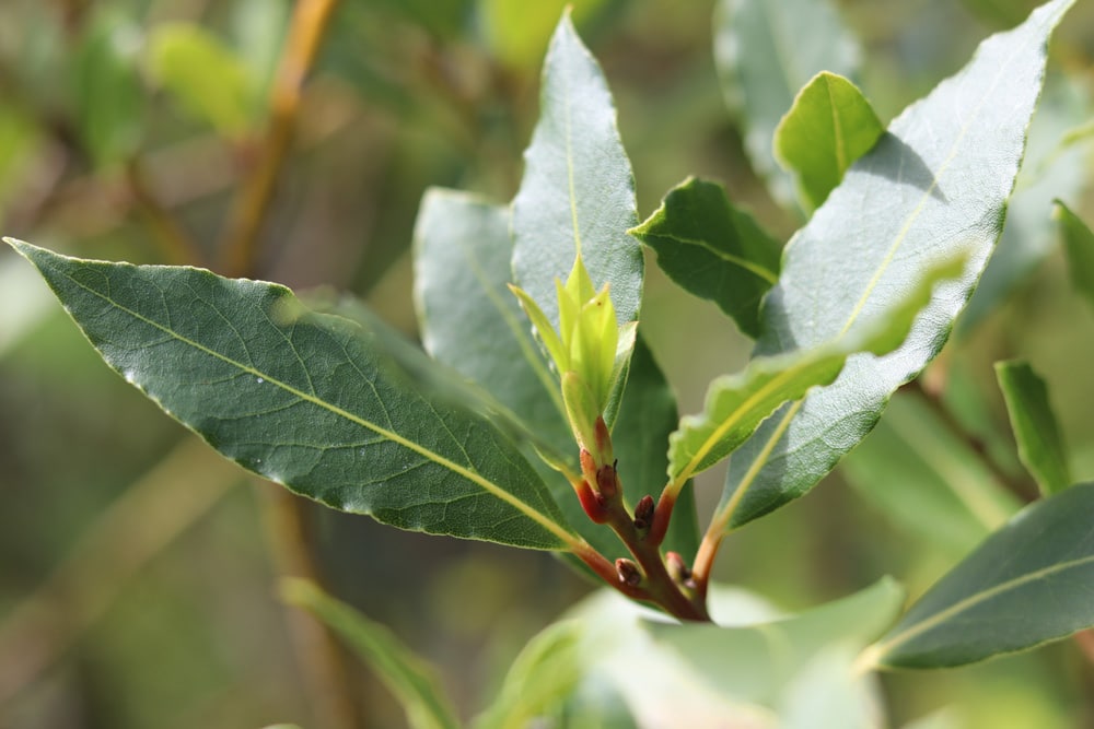 Lorbeerbaum - Echter Lorbeer - Laurus nobilis