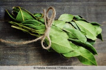 Lorbeerblätter trocknen Anleitung Lorbeer ernten Gartenrat.de