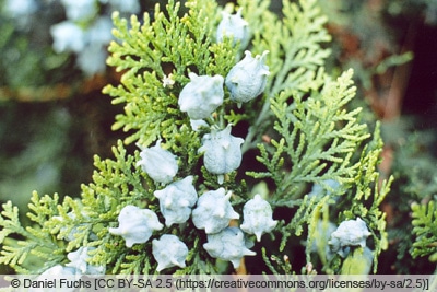 Morgenländischer Lebensbaum - Platycladus orientalis 