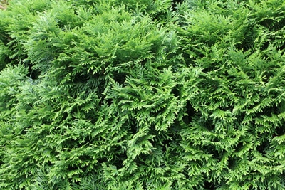 Thuja occidentalis 'Danica'