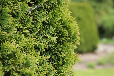 Thuja occidentalis 'Smaragd'