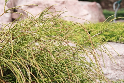 Thuja plicata 'Whipcord'