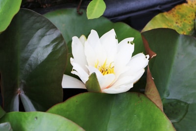 Glänzende Seerose - Nymphaea candida