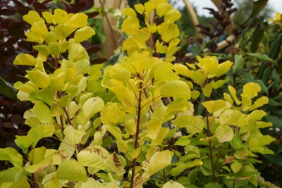 Perückenstrauch - Cotinus coggygria 