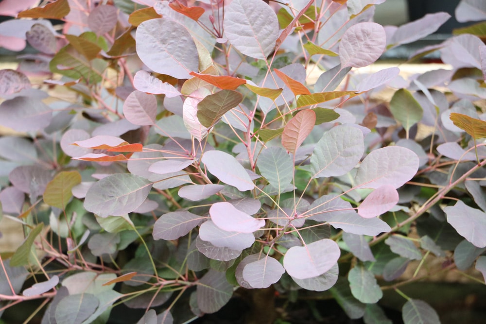 Perückenstrauch - Cotinus coggygria