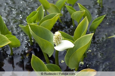 Sumpfcalla - Calla palustris