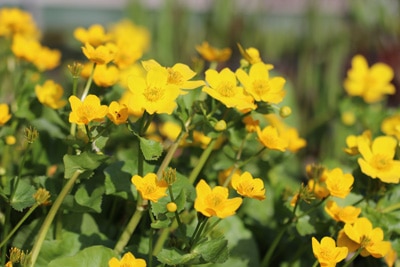 Sumpfdotterblume - Caltha palustris 