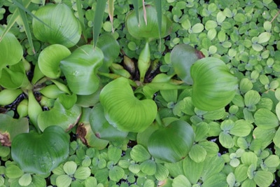 Wasserhyanzinthe - Eichhornia