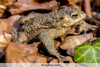 Froscharten Im Teich 7 Heimische Fr sche In Deutschland Gartenrat de