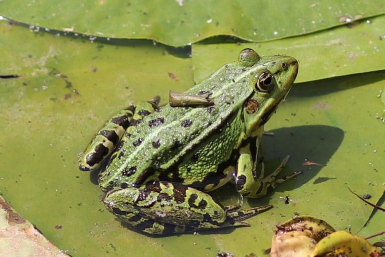 Froscharten im Teich 7 heimische Frösche in Deutschland Gartenrat.de
