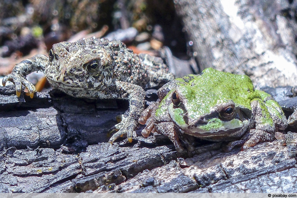 Frosch und Kröte