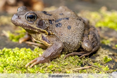 Froscharten Im Teich 7 Heimische Fr sche In Deutschland Gartenrat de
