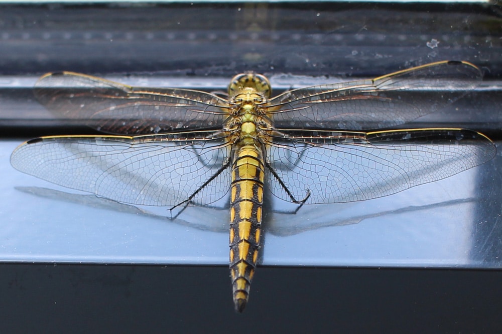 Großer Blaupfeil - Orthetrum cancellatum