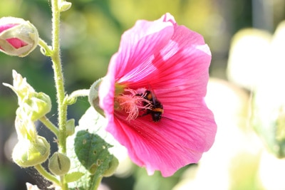 Hummel an Blüte