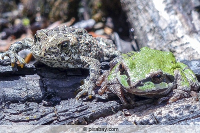 Kröte und Frosch