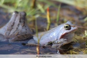 Froscharten im Teich 7 heimische Frösche in Deutschland Gartenrat.de