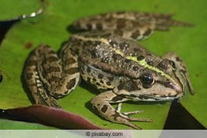Froscharten im Teich 7 heimische Frösche in Deutschland Gartenrat.de