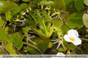 Froscharten im Teich 7 heimische Frösche in Deutschland Gartenrat.de
