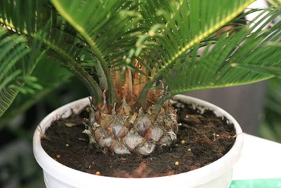 Cycas revouta-Palme