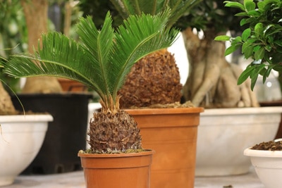 Cycas revoluta-Palme