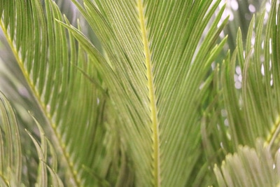 Zimmerpalmen - Palmfarn - Cycas revoluta