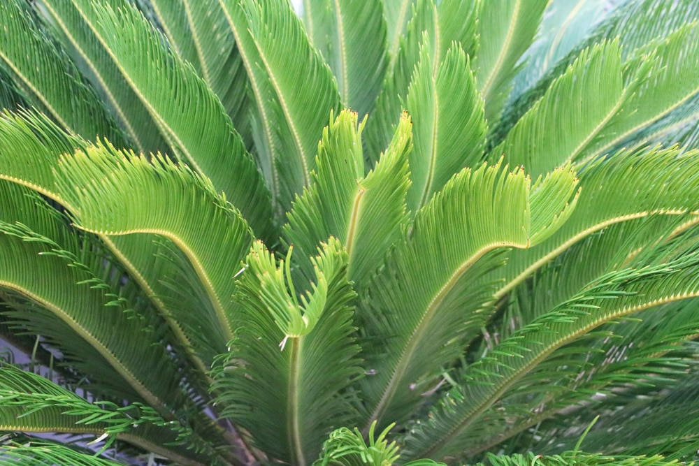 Cycas revoluta-Palme